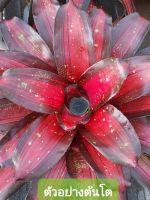 สับปะรดสี Neoregelia Margaret จำนวน 1 ต้น จัดส่งแบบถอดกระถาง  ต้นไม้สวยงาม ฟอกอากาศ ต้นไม้มงคล