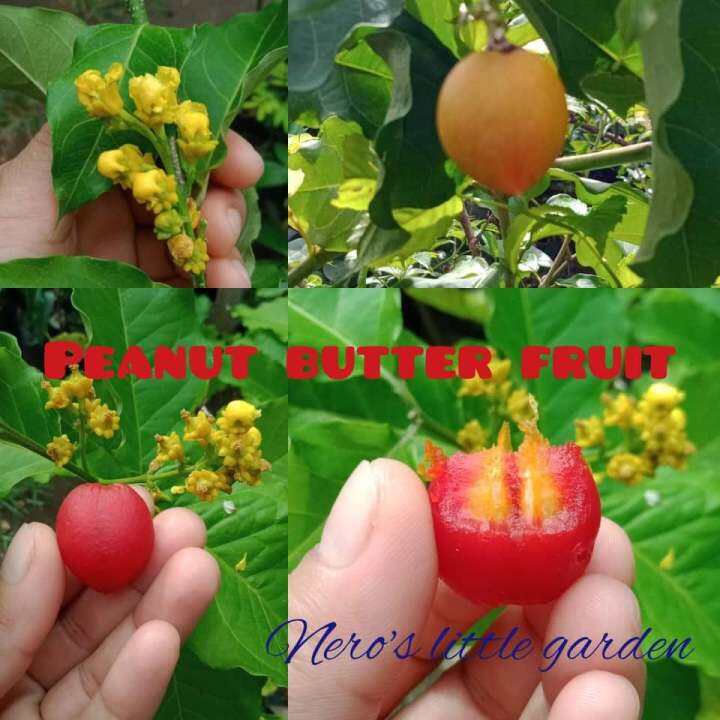 Nero's NLG0000104 peanut butter fruit Lazada PH