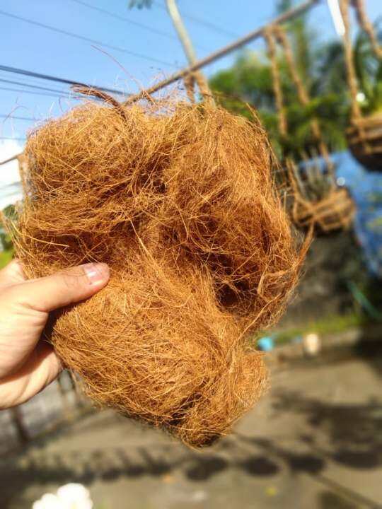 250 grams Coco Husk Fiber for Orchids and Other Plants For Making