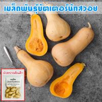 เมล็ดพันธุ์ ฟักทอง บัตเตอร์นัท สควอช  Butternut Squash ปลูกง่าย โตเร็ว ผลผลิตสูง [ซื้อ 10 แถม 1 คละได้ทั้งร้าน]