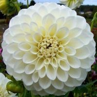 1 หัว/ออเดอร์ รักเร่ Dahlia สายพันธุ์ Boom Boom White หัวรักเร่ ดอกไม้ หัวหน่อ เหง้า นำเข้า เนเธอร์แลน หัวสดใหม่