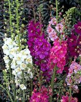 เมล็ดพันธุ์ มัลเลน Verbascum phoeniceum temptress 300 เมล็ด เมล็ดพันธุ์นำเข้าจาก ยุโรป