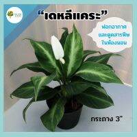 เดหลีแคระ Spathiphyllum Clevelandii หรือเดหลีกวักเงิน กระถาง 3" ไม้มงคล ช่วยฟอกอากาศ ดูดสารพิษในห้องนอน