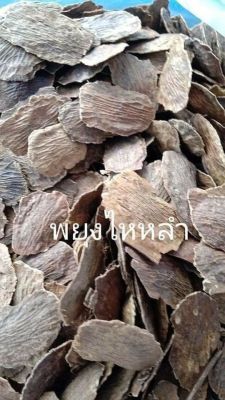 30 เมล็ด เมล็ดพันธุ์ พะยูงไหหลำ แบบแกะเมล็ด พร้อมปลูก (หวงฮัวหลี) (Hainan Huanghuali)