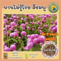 เมล็ดพันธุ์ดอกบานไม่รู้โรยสีชมพู 20 เมล็ด (Pink Globe Amaranth Flower Seed) เมล็ดพันธุ์แท้ คุณภาพดี ปลูกง่าย โตไว ไม่กลายพันธุ์ (ซื้อ 5 แถม 1)