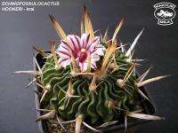 Echinofossulocactus hookeri (5 เมล็ด)