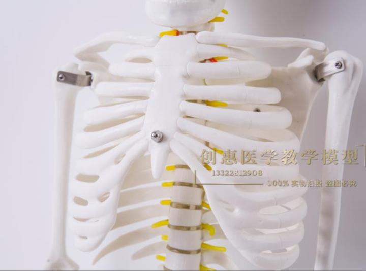 human-body-skeleton-model-85-cm-skeleton-skeleton-skeleton-model-with-neurovascular-muscle-shaded