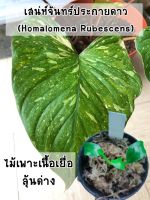 เสน่ห์จันทร์ประกายดาว (Homalomena Rubescens) ไม้เพาะเลี้ยงเนื้อเยื่อลุ้นด่าง อนุบาลแล้ว