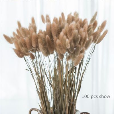 [AYIQ Flower Shop] ดอกไม้แห้งหญ้าหางกระต่ายธรรมชาติสำหรับตกแต่งเครื่องประดับโต๊ะกาแฟในร่มลายกระต่ายลากูรัส