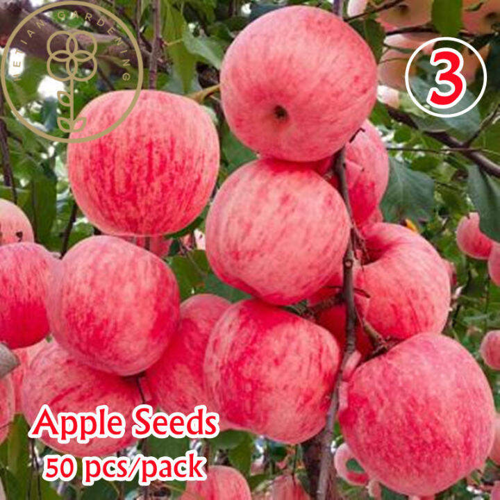 10pcs Very Good Dwarf Apple Seeds Bonsai Apple Tree Plant Fruit Trees