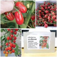 เมล็ดพันธุ์ มะเขือเทศ องุ่นแดง (Red Grape F1 Tomato Seed) 10 เมล็ด คุณภาพดี ราคาถูก ของแท้