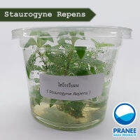 Staurogyne Repens (ไฮโกรใบมน) เนื้อเยื่อ