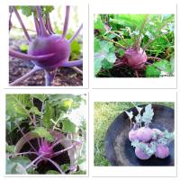 เมล็ดพันธุ์ กระหล่ำปม สีม่วง (Purple Vienna Kohlrabi Seed) บรรจุ 500 เมล็ด