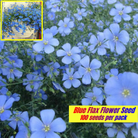 ปลูกง่าย 100เมล็ด/ซอง Blue Flax Flower Seeds for Sale Beautiful Bonsai Seeds for Planting Ornamental Plants เมล็ดดอกไม้ เมล็ดบอนสี ต้นไม้มงคลสวยๆ ต้นไม้ฟอกอากาศ กุหลาบหิน บอนสี ไม้ประดับมงคล บอนสีหายาก ของแต่งบ้าน ต้นไม้ ดอกไม้ Air Plants เมล็ดพันธุ์ผัก