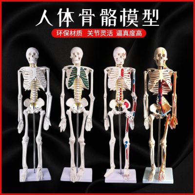 Human body skeleton model of adult body skeleton spine 45 85 170 cm small white skeleton simulation teaching AIDS