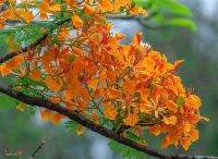 30 เมล็ด เมล็ดพันธุ์ Garden Plant หางนกยูงฝรั่ง ดอกสีส้ม Flame Tree, Flamboyant, Royal Poinciana