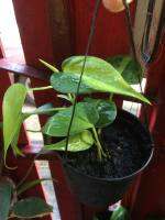 พลูบราซิลด่าง Philodendron Brasil ด่าง ไม้มงคล ไม้ด่าง ไม้จิ๋ว