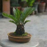 หัวหน่อ ปรงญี่ปุ่น Cycas siamensis ขนาดจิ๋ว 10-15 เซนติเมตร ขนาดเล็ก หายาก.