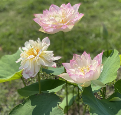 5 เมล็ด บัวนอก บัวนำเข้า บัวสายพันธุ์ Apricot Pink LOTUS สีชมพู สวยงาม ปลูกในสภาพอากาศประเทศไทยได้ ขยายพันธุ์ง่าย เมล็ดสด