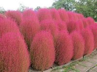 เมล็ดพันธุ์ หญ้ากอเชีย Kochia scoparia burning bush 10 เมล็ด เมล็ดพันธุ์จาก อังกฤษ