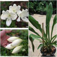 ดอกสวย กลิ่นหอมฟุ้งกระจาย 10หัว/ชุด หัวหน่อ ว่านมหาบัว ดอกขาว Crinum moorei (ขนาดหัว 22-25 ซม.)