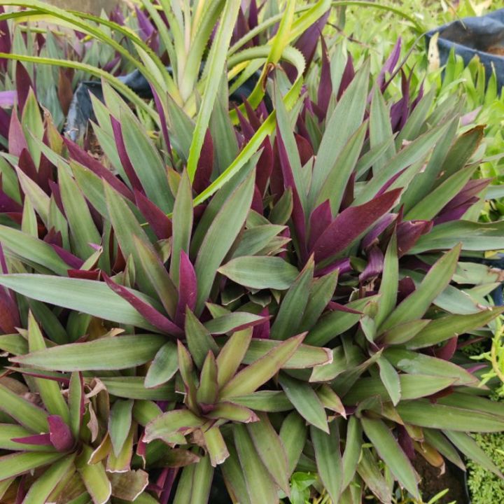 Malaysia Stock ANAK POKOK NANAS KERANG | Lazada