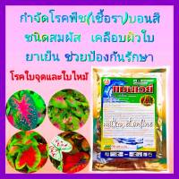 กำจัดเชื้อรา บอนสี บอนประดับ ไม้ประดับ ใบจุด ใบไหม้ เชื้อราบอนสี แมนโคเซบ 80% WP ขนาด100 กรัม กำจัดเชื้อราในบอนสี ใบจุด ใบไหม้ กำจัดเชื้อรา