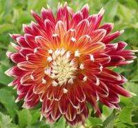 1 หัว/ออเดอร์ รักเร่ Dahlia Bulb สายพันธุ์ Akita หัวรักเร่ ดอกไม้ หัวหน่อ เหง้า นำเข้า เนเธอร์แลน หัวสด