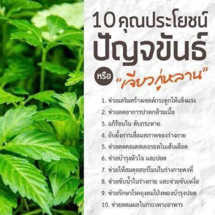 jamille-herbal-tea-ชาสมุนไพร-ไม่มีส่วนผสมของใบชา-ไม่มีคาเฟอีน