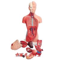 85 cm28cm torso anatomical model organs can remove the heart internal medicine teaching model toys