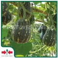 East-West Seed เมล็ดพันธุ์ฟักทอง (Pumpkin seeds) ถุงทอง F1 เมล็ดพันธุ์ผัก เมล็ดพันธุ์สวนครัว บัตเตอร์นัท Butternut ตราศรแดง. 