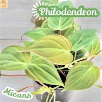 [พลู สนิม] Philodendron Micans แคคตัส ต้นไม้ ไม้หนาม ไม้ทนแล้ง กุหลาบหิน ไม้อวบน้ำ พืชอวบน้ำ succulent cactus กระบองเพชร ของขวัญ ไม้ใบ พืช ไม้ฟอก