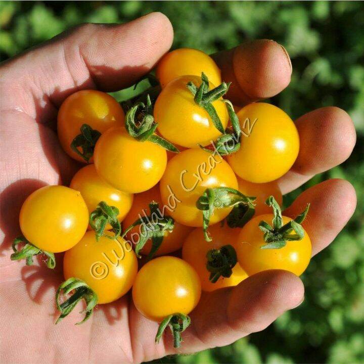 Yellow Canary Micro Dwarf Tomato Seeds Organic Sweet Yellow Fruit ...