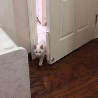 Pet Automatical Door Opener Security Gate Stop Device Plastic Punch Free Opening Safe Enter Freely Frame Gadget
