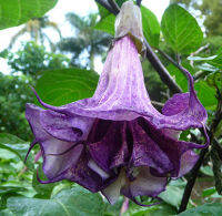 ลำโพง แตรนางฟ้า เมล็ดลำโพงสีม่วง ลำโพงกาสลัก ลำโพงขาว Datura Metel ซองละ 15 เม็ด