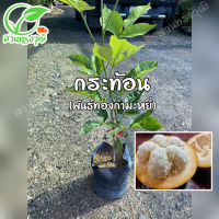 ต้นกระท้อน พันธุ์ทองกำมะหยี่ กิ่งเสียบยอด,ติดตา แท้?%