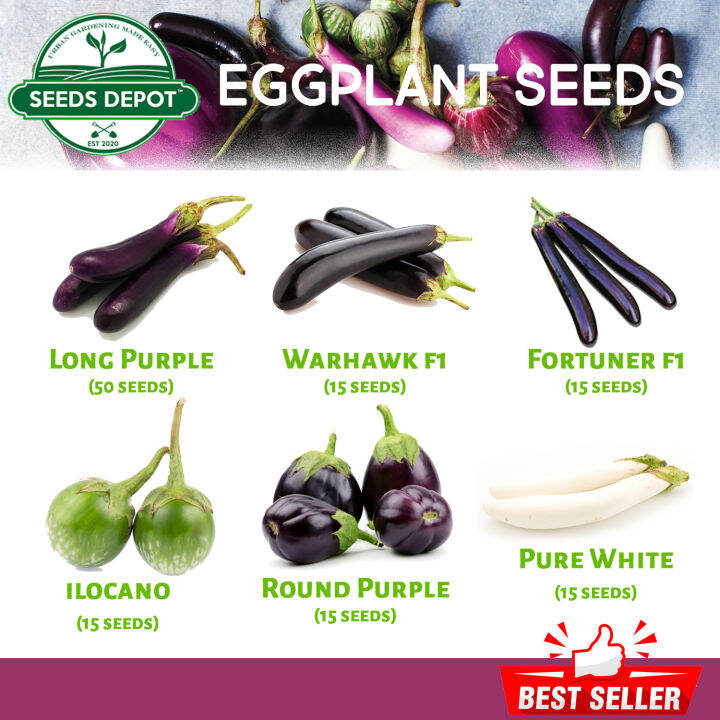 Eggplant Seeds Long Purple Talong Warhawk F1 Ilocano Bilog Pure White Eggplant Round Purple 6718