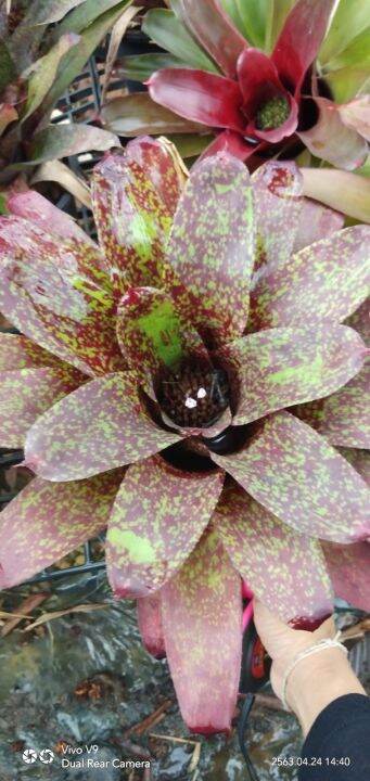 สับปะรดสี-neo-bromeliad-ไม้ประดับทนแล้ง-เป็นไม้ยอดนิยม-สีสันและลวดลายสวยงาม-จัดส่งพร้อมกระถาง8นิ้ว