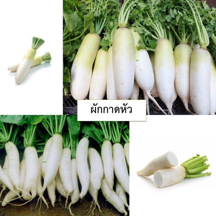 เมล็ดผักกาดหัว-40-เมล็ด-ซื้อ10แถม1-คละได้