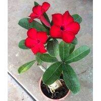 10 เมล็ด เมล็ดพันธุ์ ชวนชม สายพันธุ์ไต้หวัน สีแดง Adenium Seeds กุหลาบทะเลทราย Desert Rose ราชินีบอนไซ มีคู่มือปลูก นำเข้าจากไต้หวัน