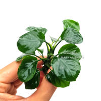 อนูเบียสใบกลม - ANUBIAS ROUND LEAF ต้นไม้น้ำ