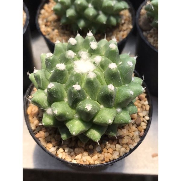 พร้อมส่ง-โปรโมชั่น-อิรุซามุ-mammillaria-erudamu-เพชร-แคคตัส-ส่งทั่วประเทศ-พรรณ-ไม้-น้ำ-พรรณ-ไม้-ทุก-ชนิด-พรรณ-ไม้-น้ำ-สวยงาม-พรรณ-ไม้-มงคล