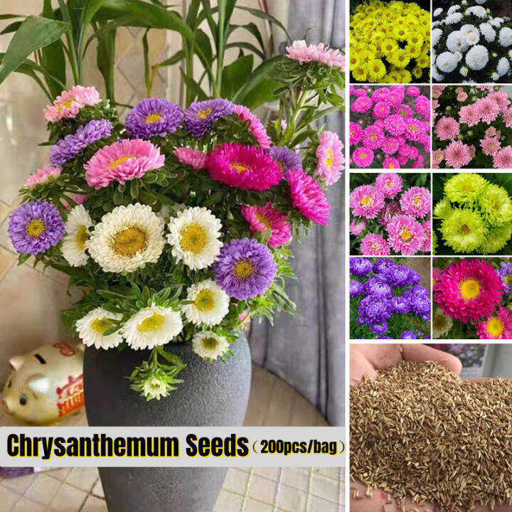 [Easy To Grow In Malaysia] Chrysanthemum Seeds Flower Seeds for Sale