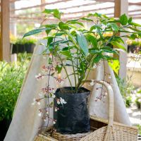 Treeno.9 T228 ดอกสร้อยสายเพชร (Clerodendrum smithianum) ถุง 6 นิ้ว สูง 40-60 cm. ไม้ประดับ ดอกไม้โบราณ ไม้มงคล (ต้นไม้)