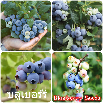 เมล็ดพันธุ์แท้100% 30 แคปซูลต่อแพ็ค Sweet Blueberry Fruit Tree Seeds Fruit Tree Seeds ต้นผลไม้ ปลูกง่าย ต้นไม้ ต้นไม้มงคล เมล็ดพันธุ์ พันธุ์ไม้ผล Plants เมล็ด ต้นไม้มงคลใหญ่ ต้นไม้แคระ บอนไซ ของแต่งสวน มีคุณค่าทางโภชนาการสูง อัตราการงอกสูง ในสต็อกในประเทศ