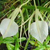 HOT** Brassavola nodosa/เจ้าหญิงรัตติกาล ส่งด่วน พรรณ ไม้ น้ำ พรรณ ไม้ ทุก ชนิด พรรณ ไม้ น้ำ สวยงาม พรรณ ไม้ มงคล