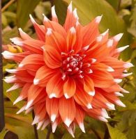 35 เมล็ด เมล็ดพันธุ์ Dahlia Spectacular สายพันธุ์ยุโรป ดอกรักเร่ นำเข้าจากอังกฤษ ดอกใหญ่ พร้อมคู่มือปลูก Dahlia Seeds