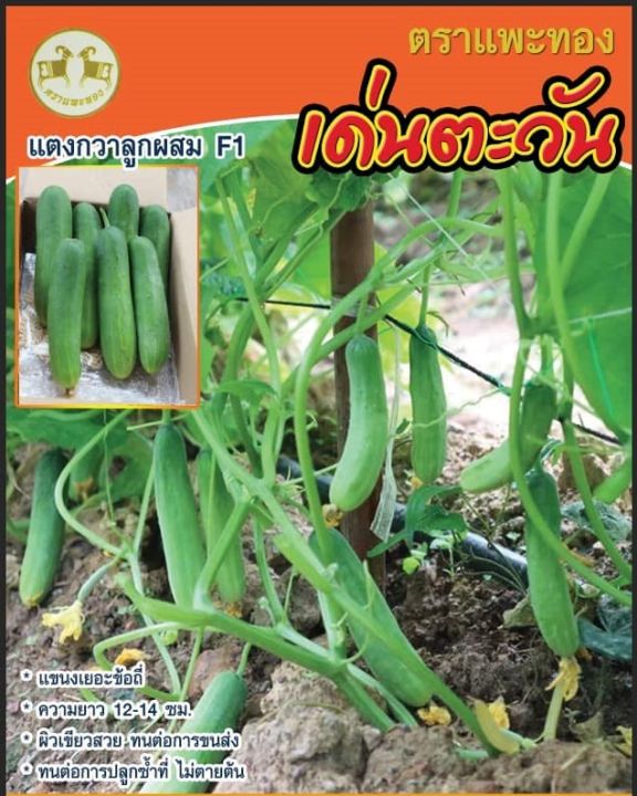 เมล็ดพันธุ์แตงกวาเด่นตะวัน-ตราแพะทอง-ขนาด-100-กรัม