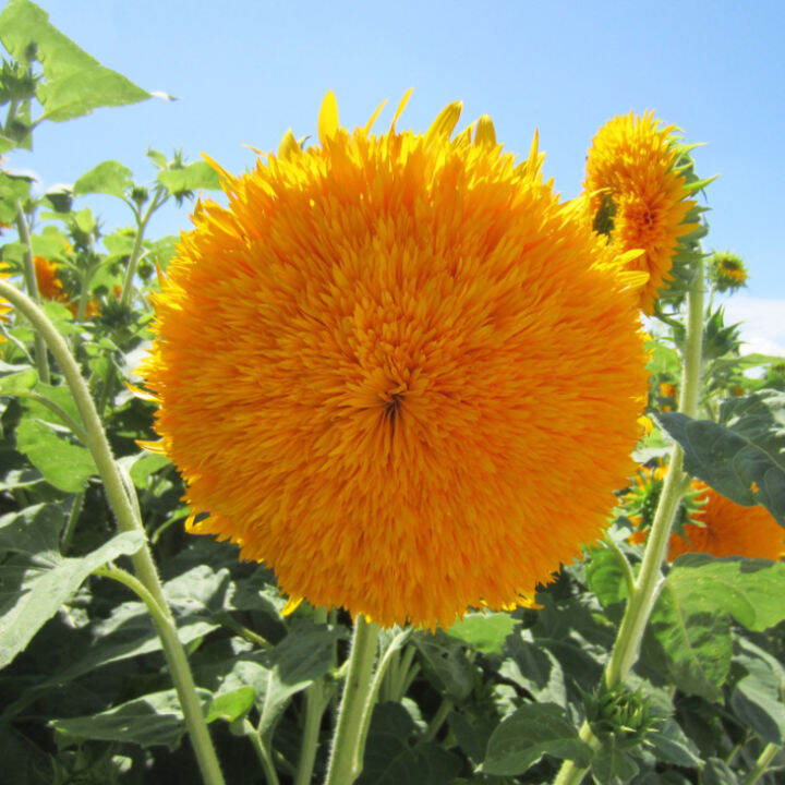 เมล็ดดอกไม้-ทานตะวัน-เทดดี้แบร์-teddy-bear-sunflower-เมล็ดทานตะวัน-50-เมล็ด-homes