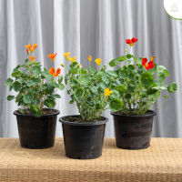 Treeno.9 T286 แนสเตอร์เตียม (Nasturtium) ดอกไม้กินได้กระถาง 5.5 นิ้ว / สูง 25-30 ซม. / ไม้ประดับ ดอกไม้กินได้ ไม้มงคล (ต้นไม้)